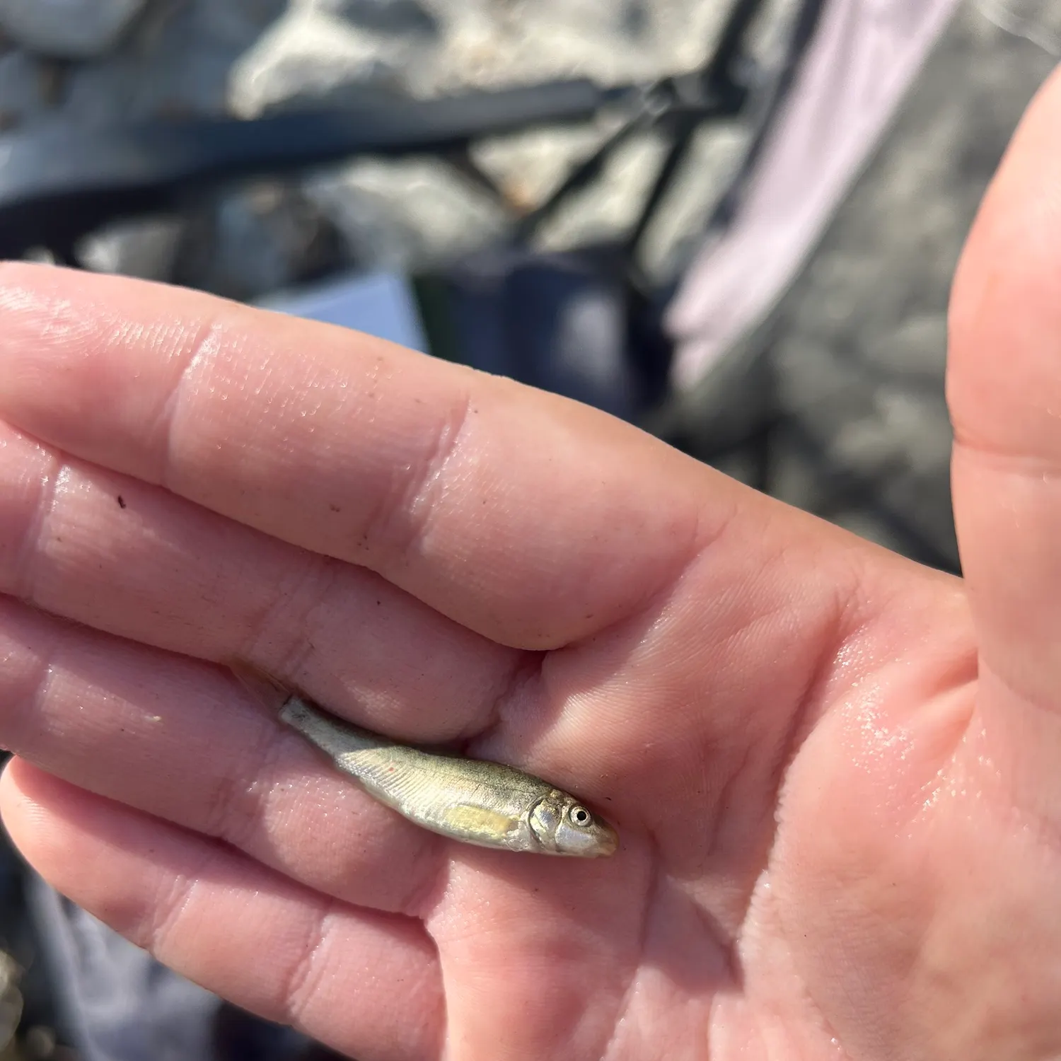 The most recent Santa Ana sucker catches on Fishbrain
