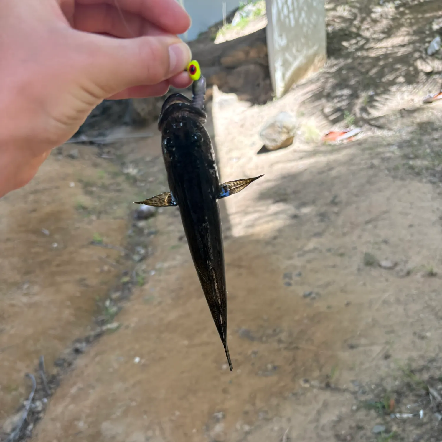 The most recent Fat Sleeper catches on Fishbrain