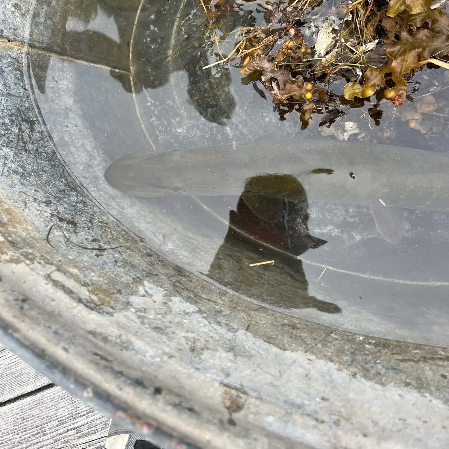 Northern pike caught on Fishbrain