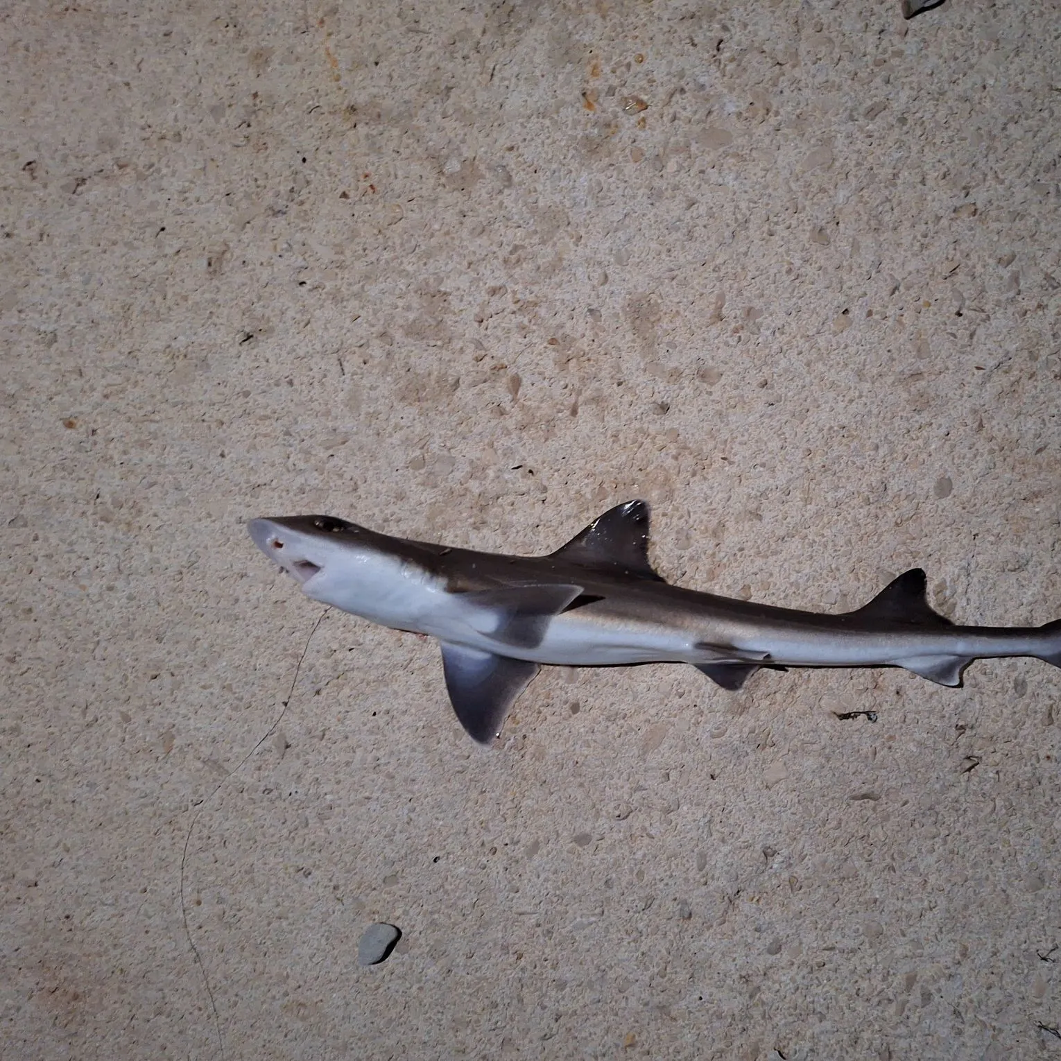 The most recent Leopard catshark catches on Fishbrain