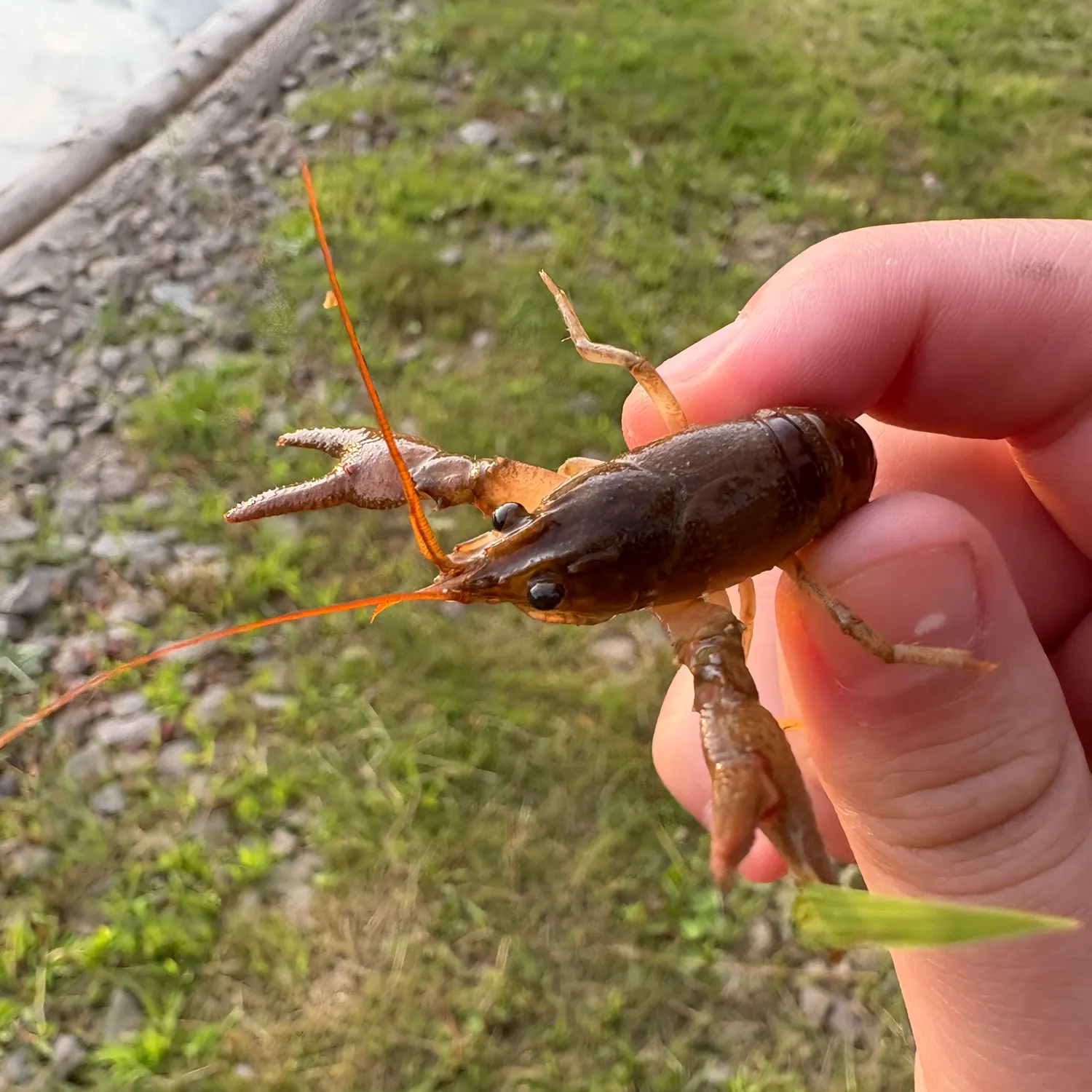 The most recent Allegheny crayfish catches on Fishbrain