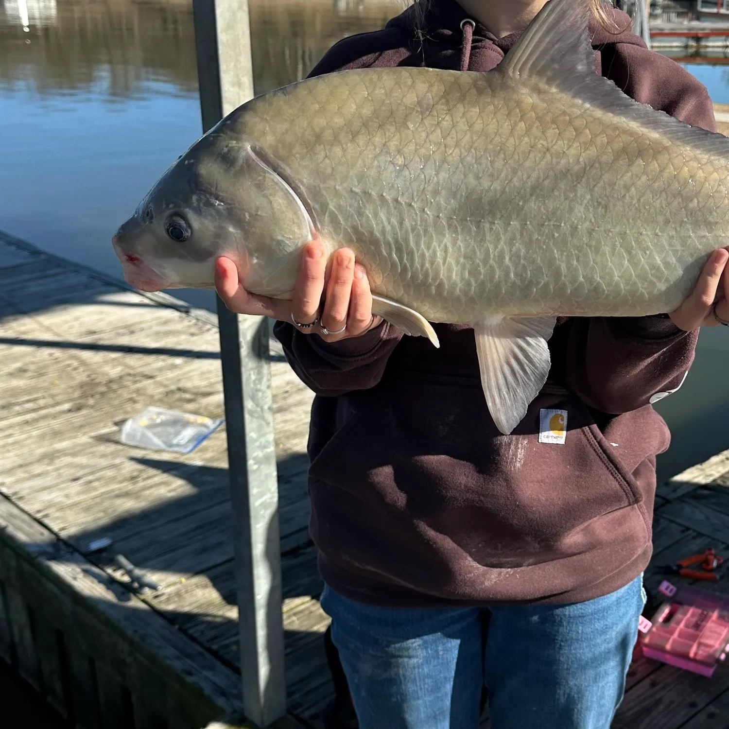 The most recent Smallmouth buffalo catches on Fishbrain