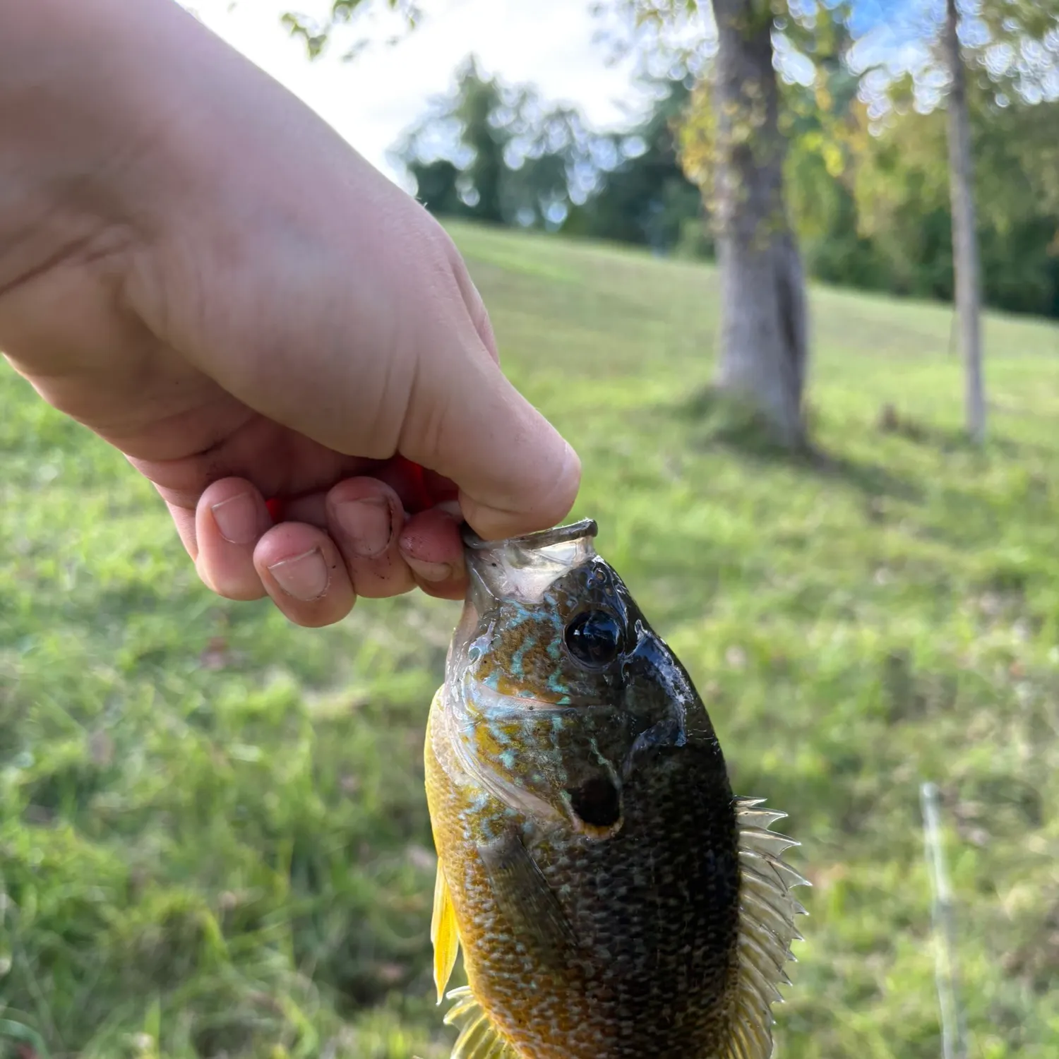 Bluegill caught on Fishbrain