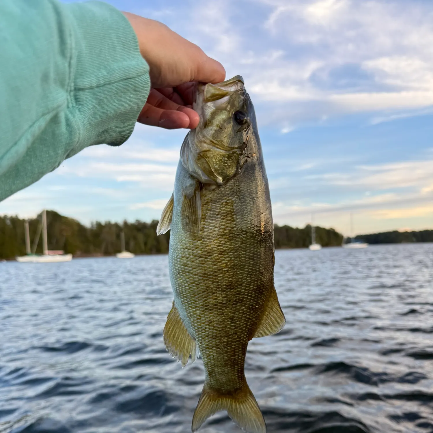 Smallmouth bass caught on Fishbrain