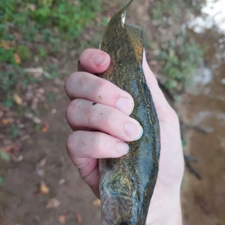 Walleye caught on Fishbrain