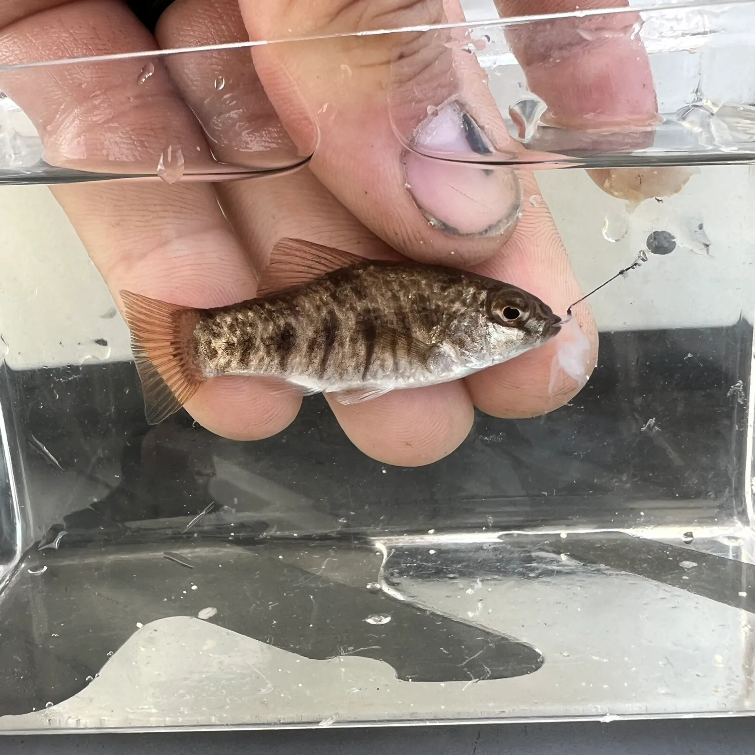 The most recent Sheepshead minnow catches on Fishbrain