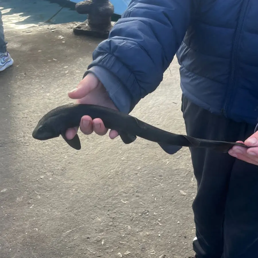 The most recent Dark shyshark catches on Fishbrain