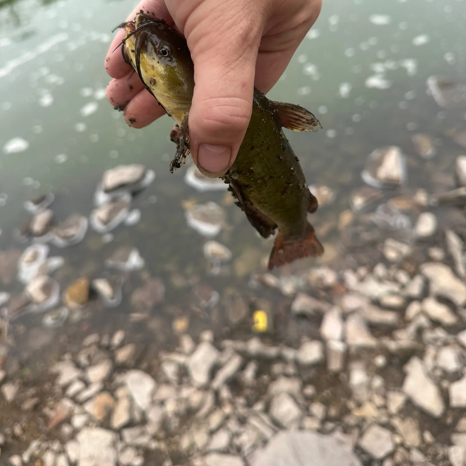 Yellow bullhead caught on Fishbrain