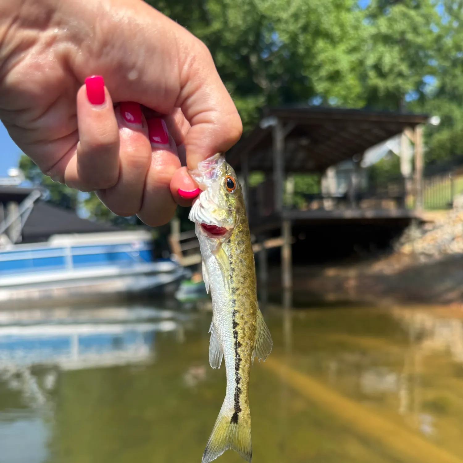 The most recent Alabama bass catches on Fishbrain