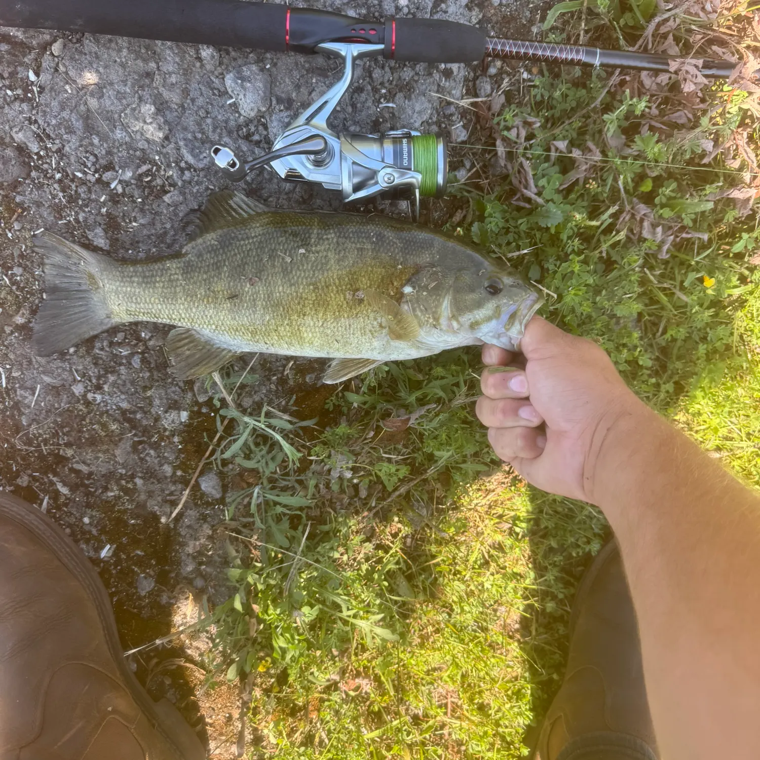 Smallmouth bass caught on Fishbrain