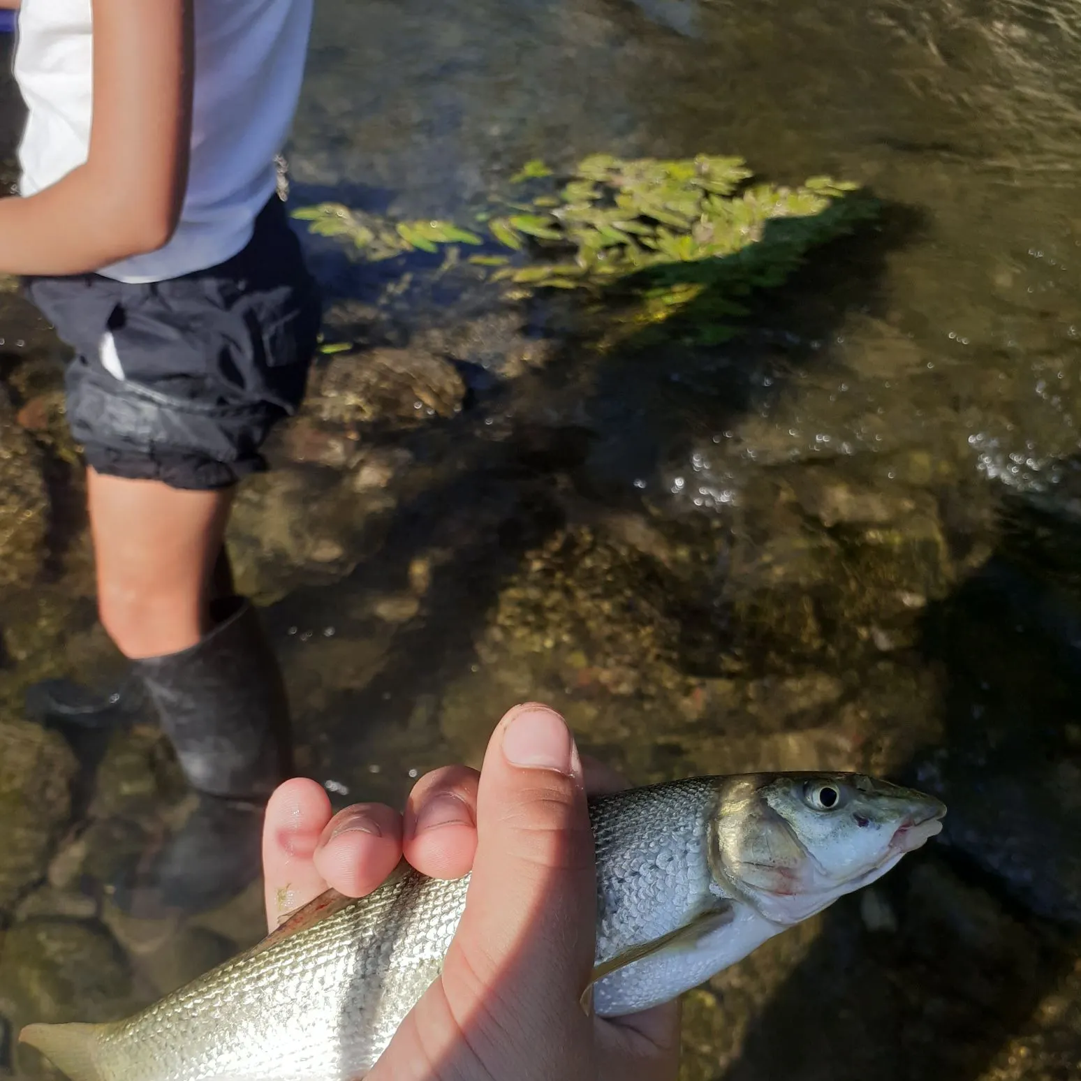 Common barbel caught on Fishbrain