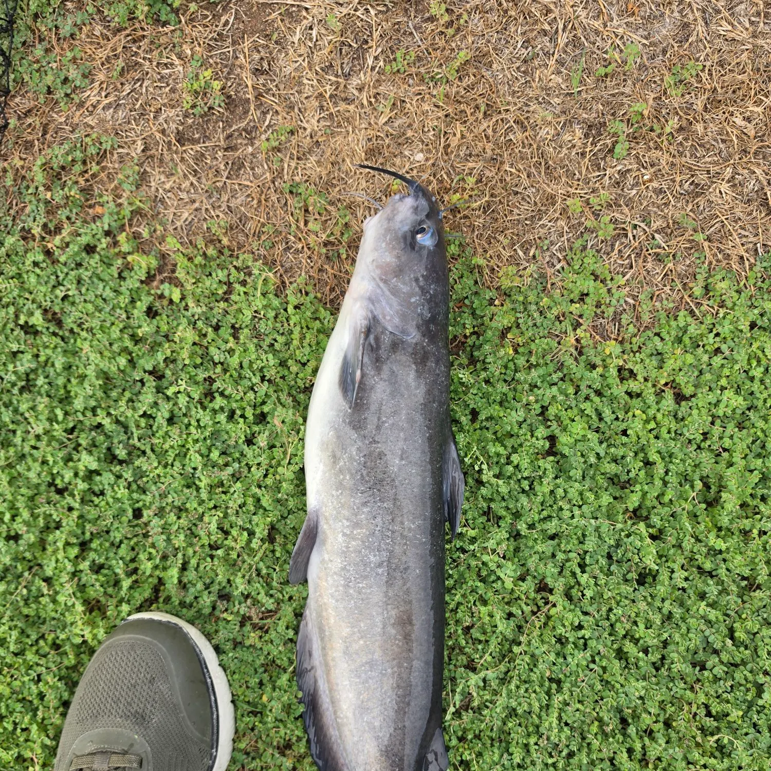 Channel catfish caught on Fishbrain