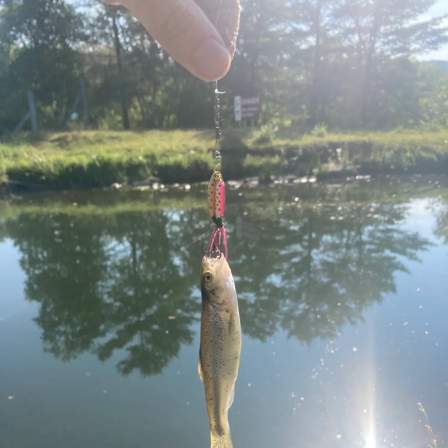 Creek chub caught on Fishbrain