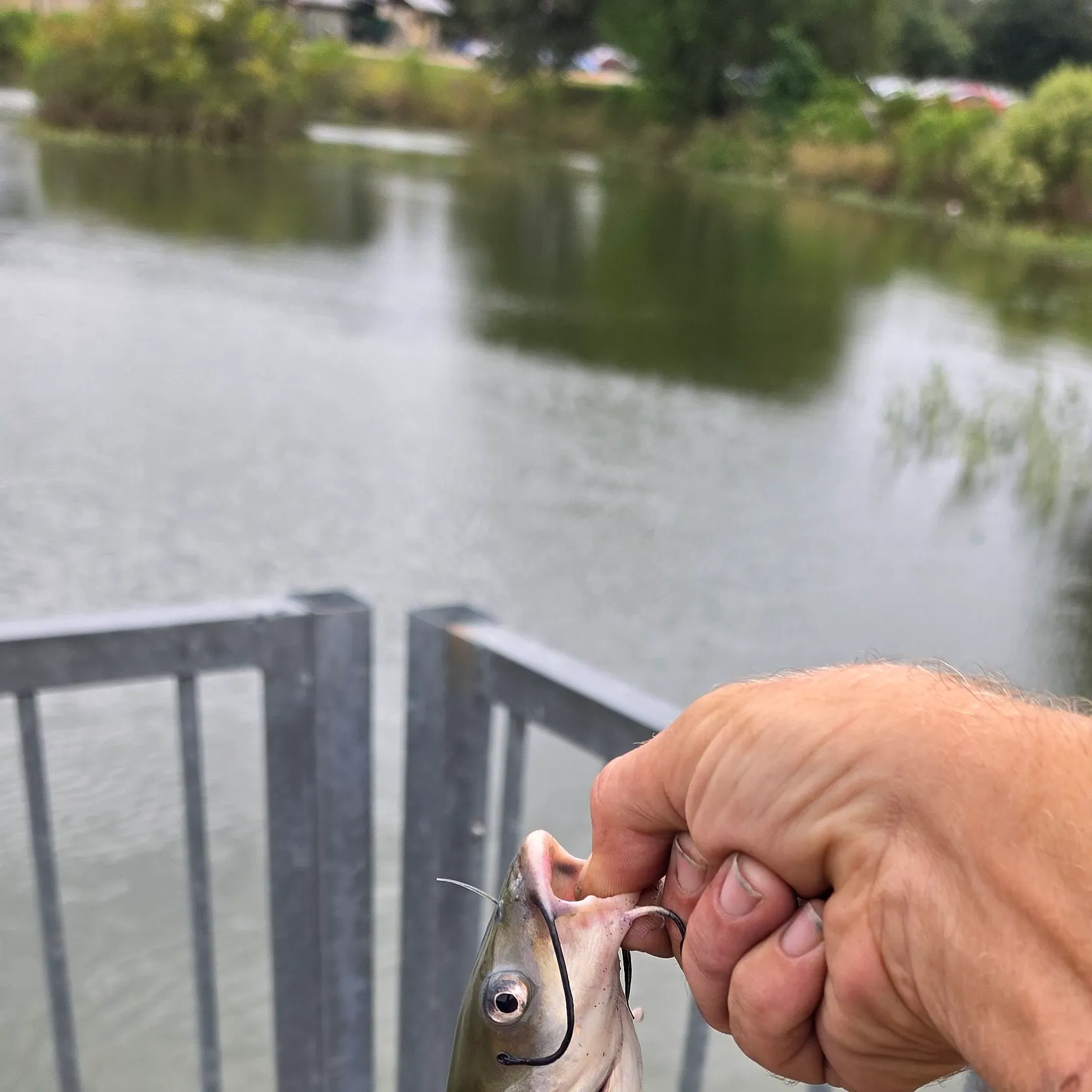 Channel catfish caught on Fishbrain