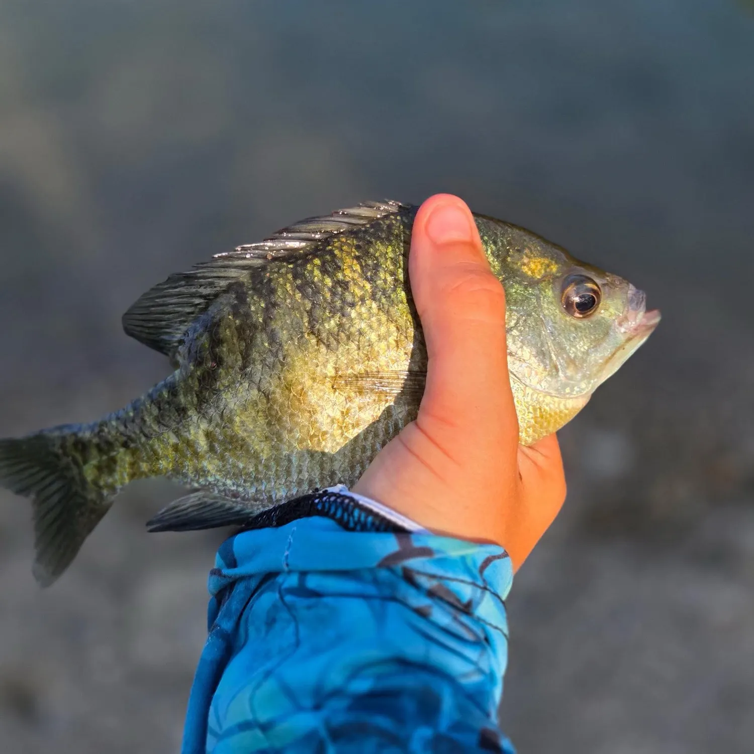 The most recent Redear x green sunfish catches on Fishbrain