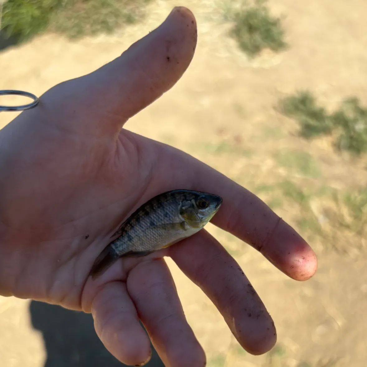 Mozambique tilapia caught on Fishbrain