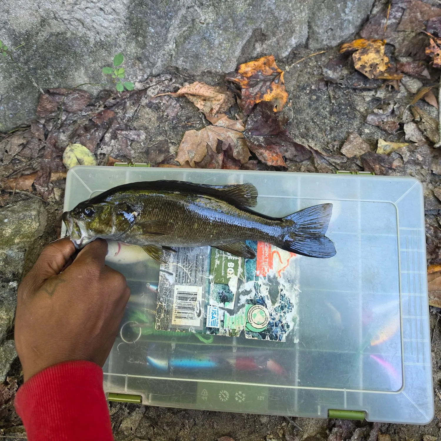 Smallmouth bass caught on Fishbrain
