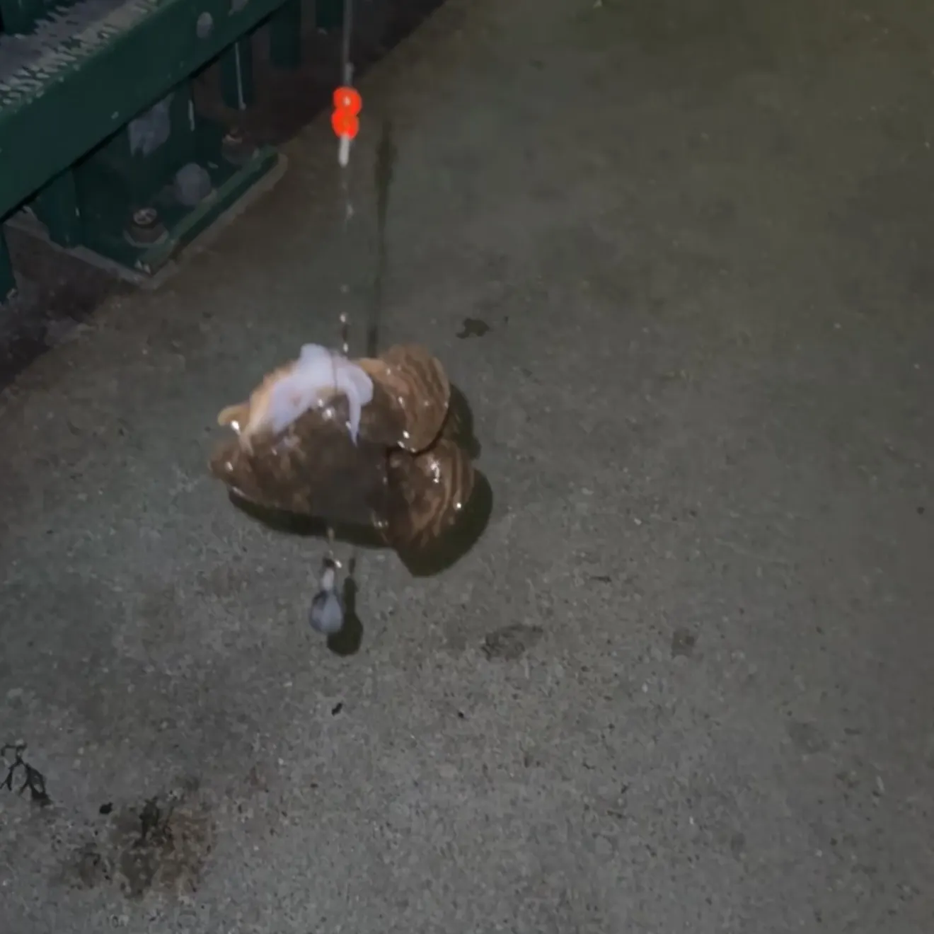 Oyster toadfish caught on Fishbrain