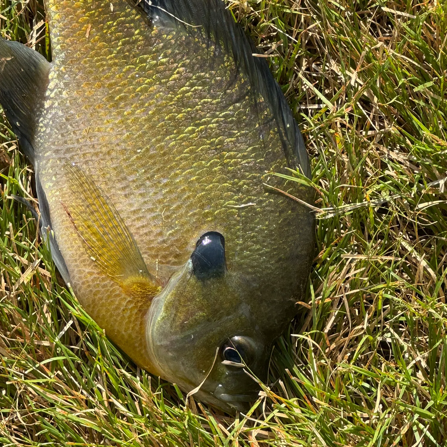 Greengill hybrid caught on Fishbrain