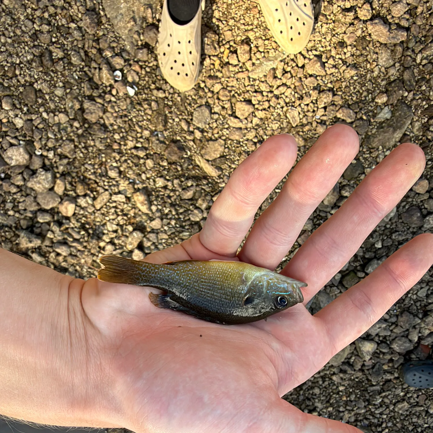 Green sunfish caught on Fishbrain