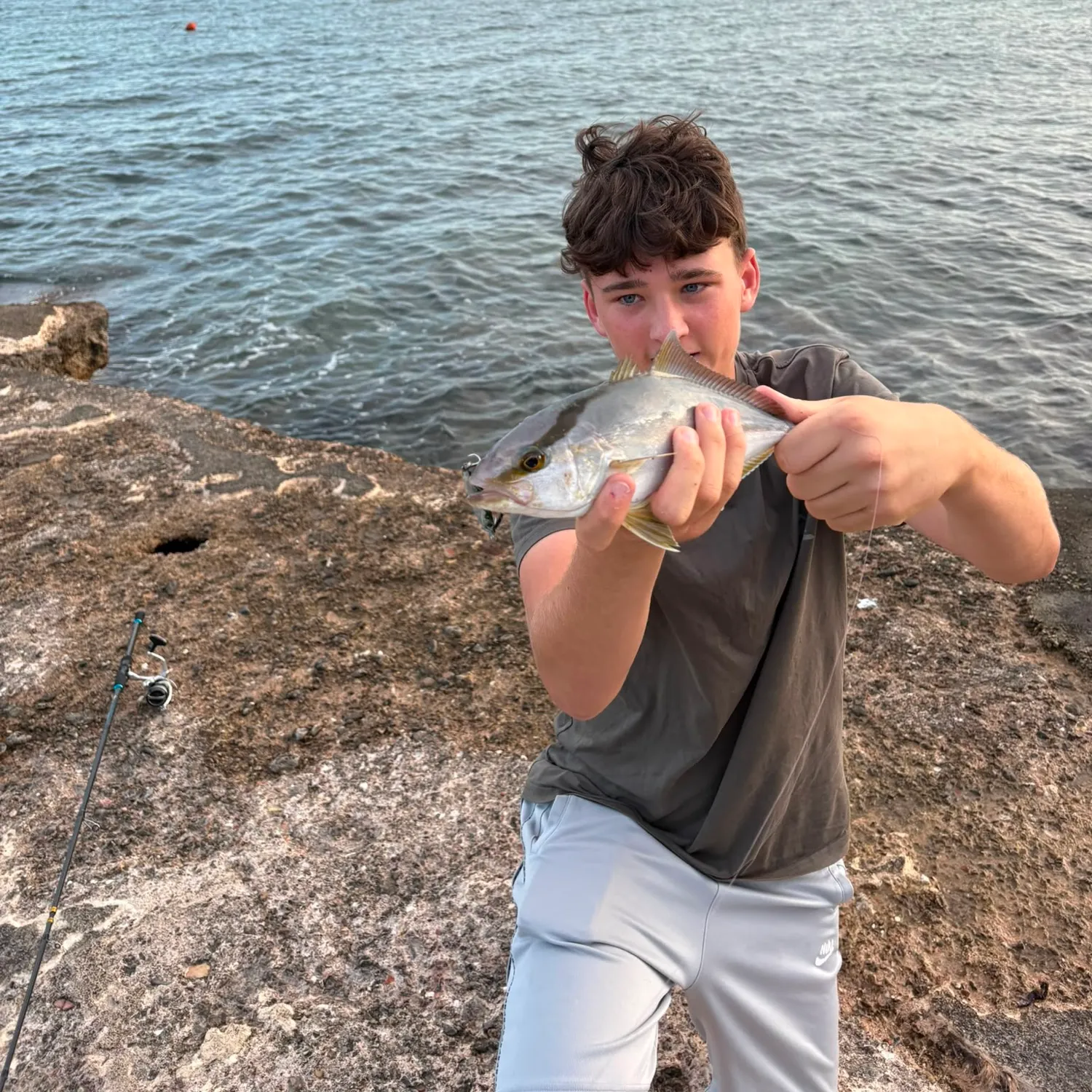Greater amberjack caught on Fishbrain