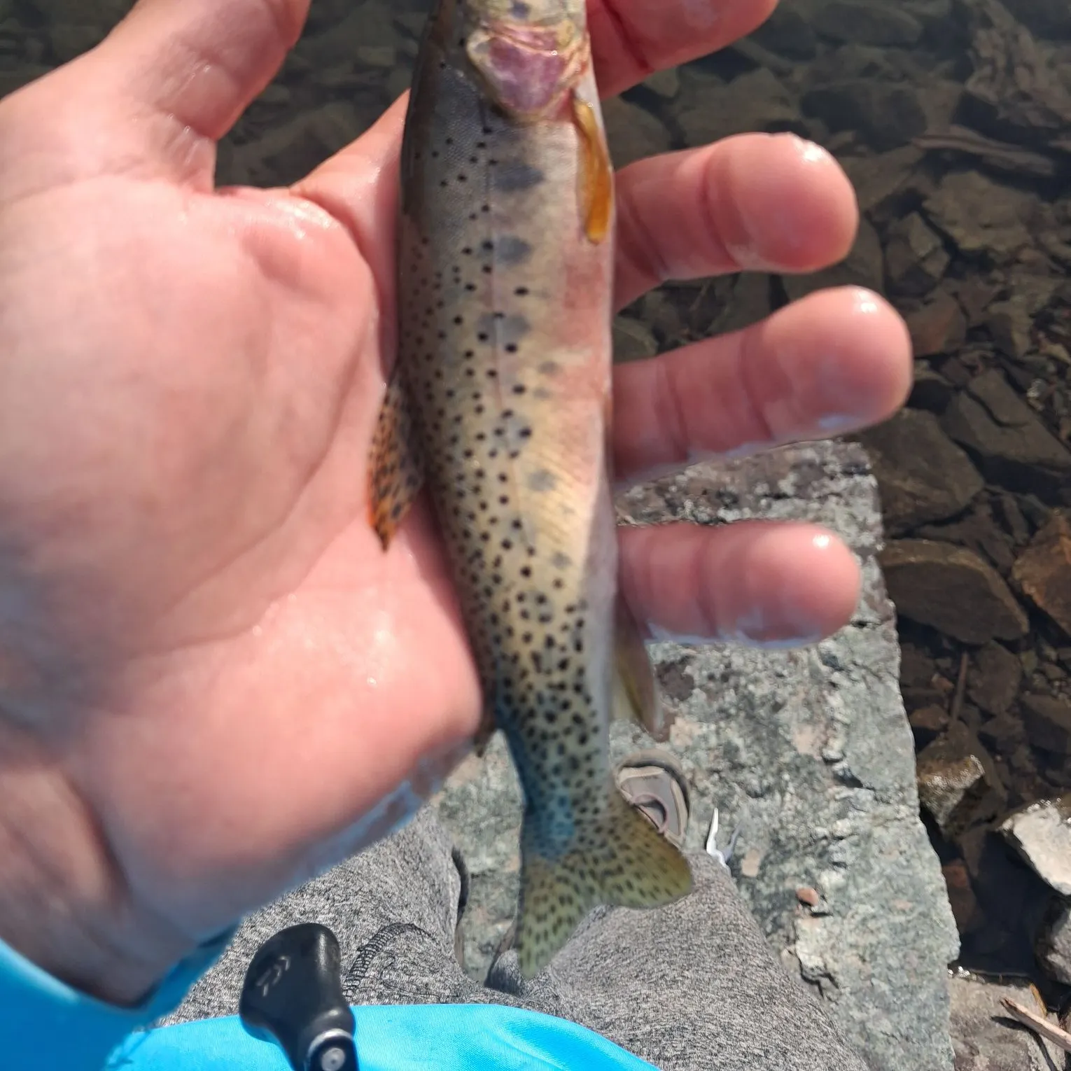 The most recent Westslope cutthroat trout catches on Fishbrain