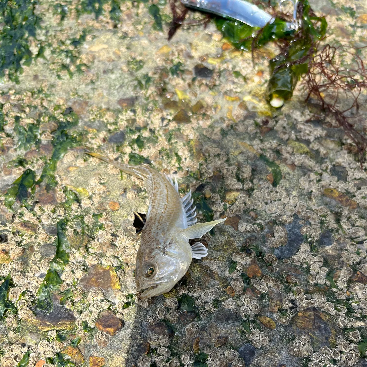 The most recent Lesser weever catches on Fishbrain