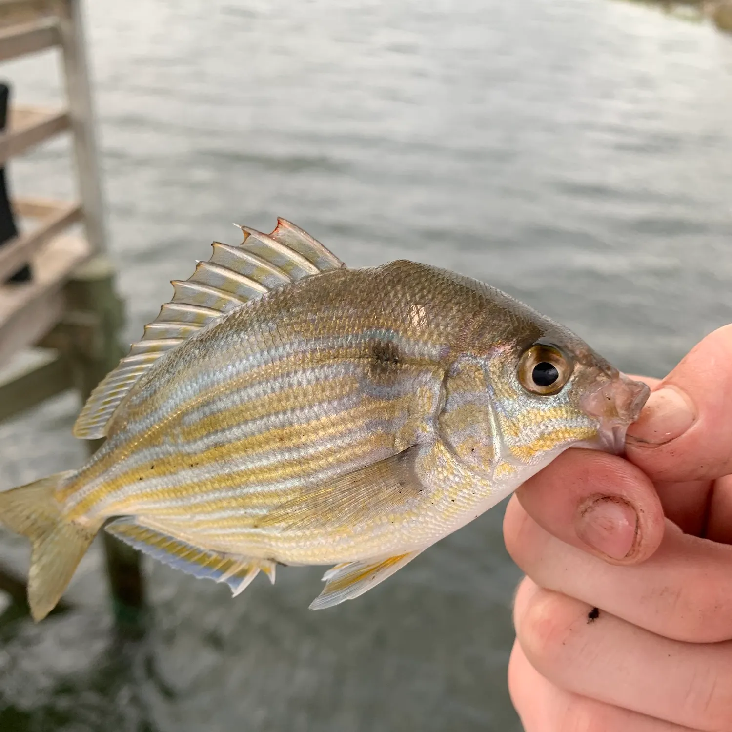 The most recent Pinfish catches on Fishbrain