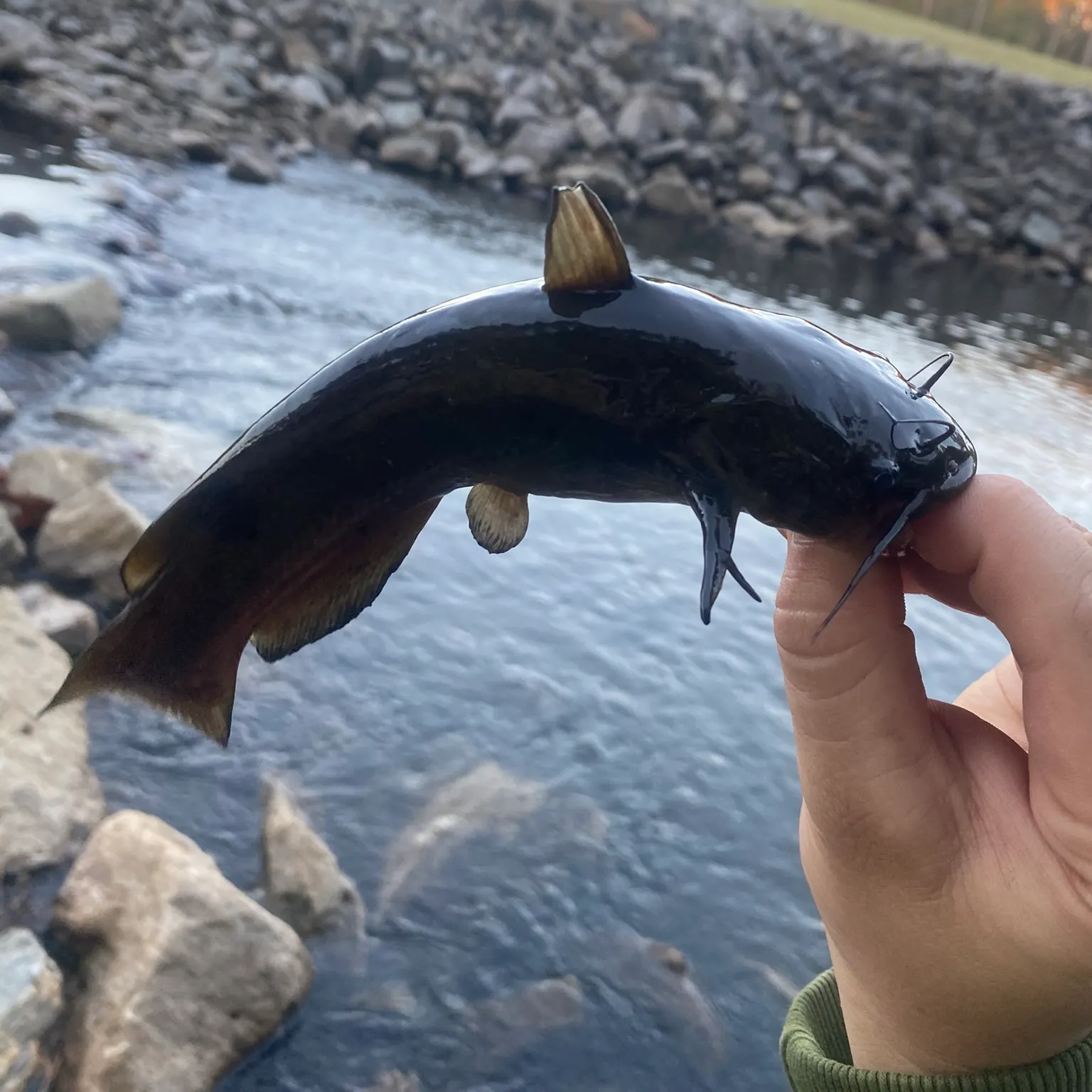 The most recent Black bullhead catches on Fishbrain