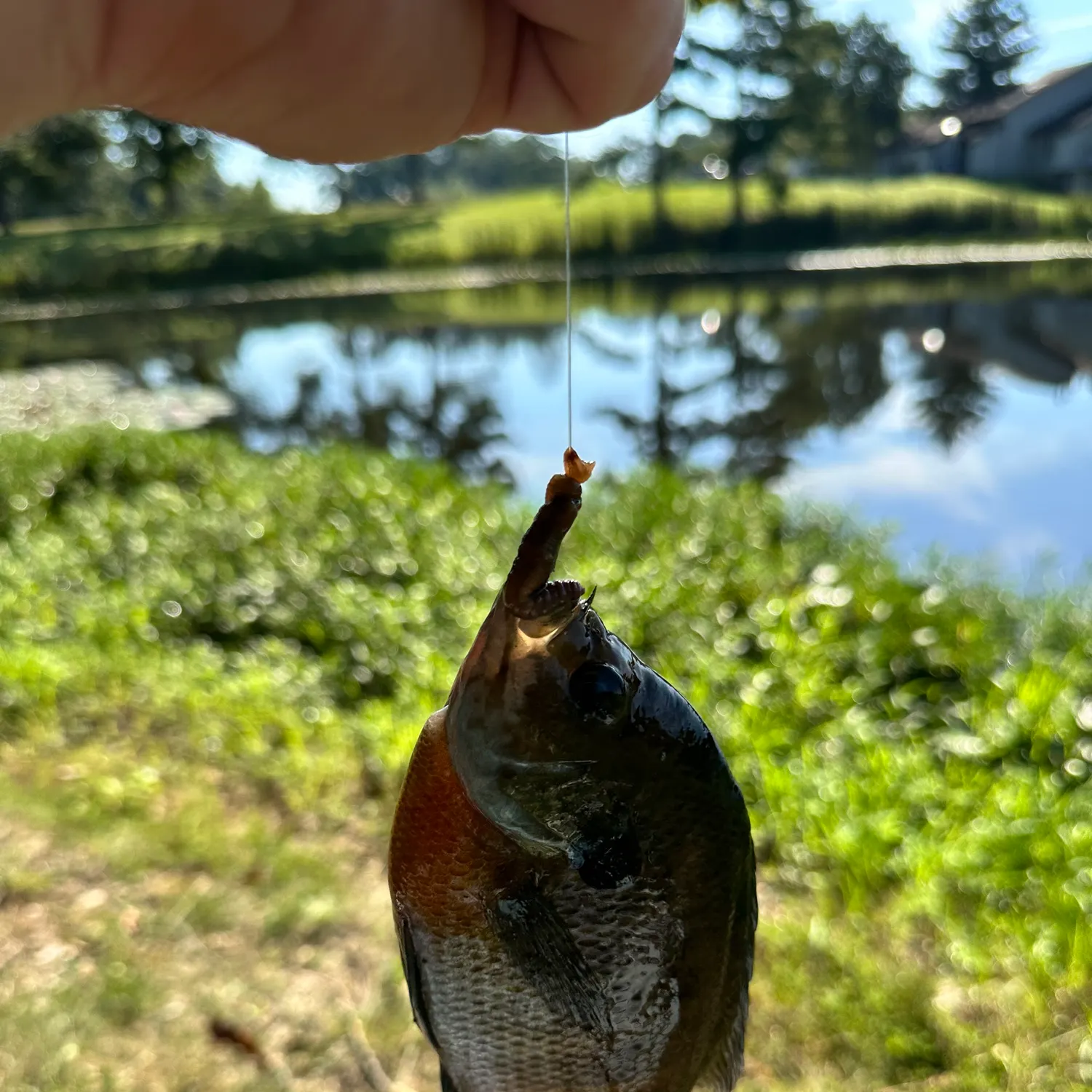 Bluegill caught on Fishbrain