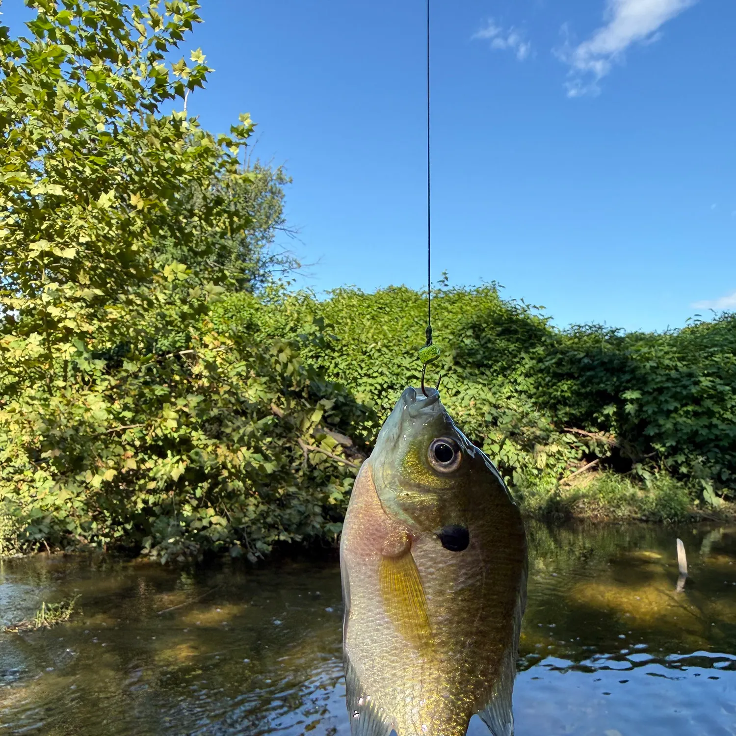 Bluegill caught on Fishbrain