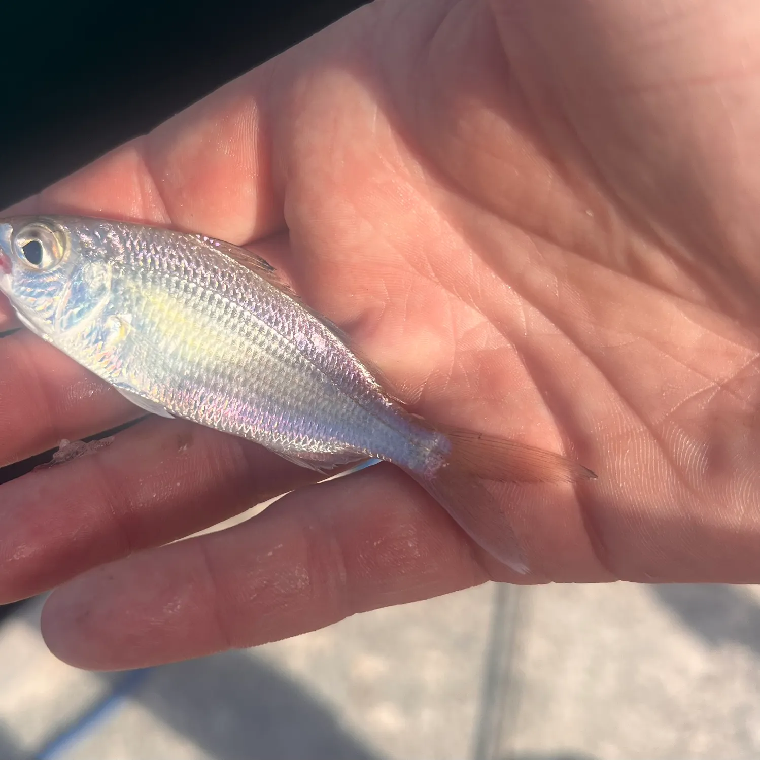 The most recent Tidewater mojarra catches on Fishbrain