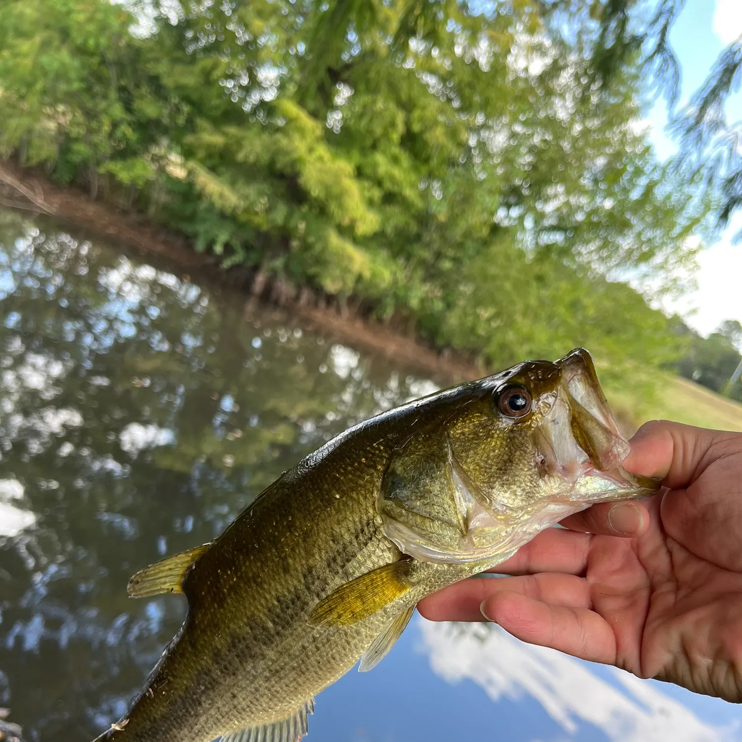 Largemouth bass caught on Fishbrain