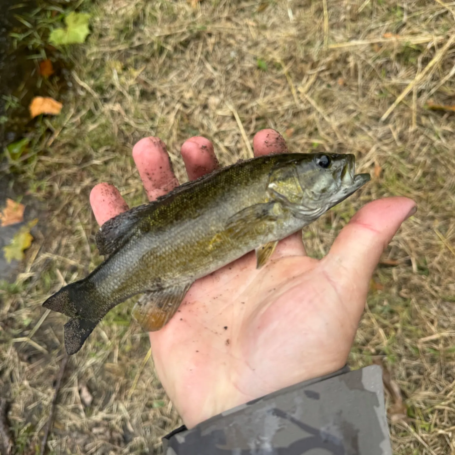 Smallmouth bass caught on Fishbrain