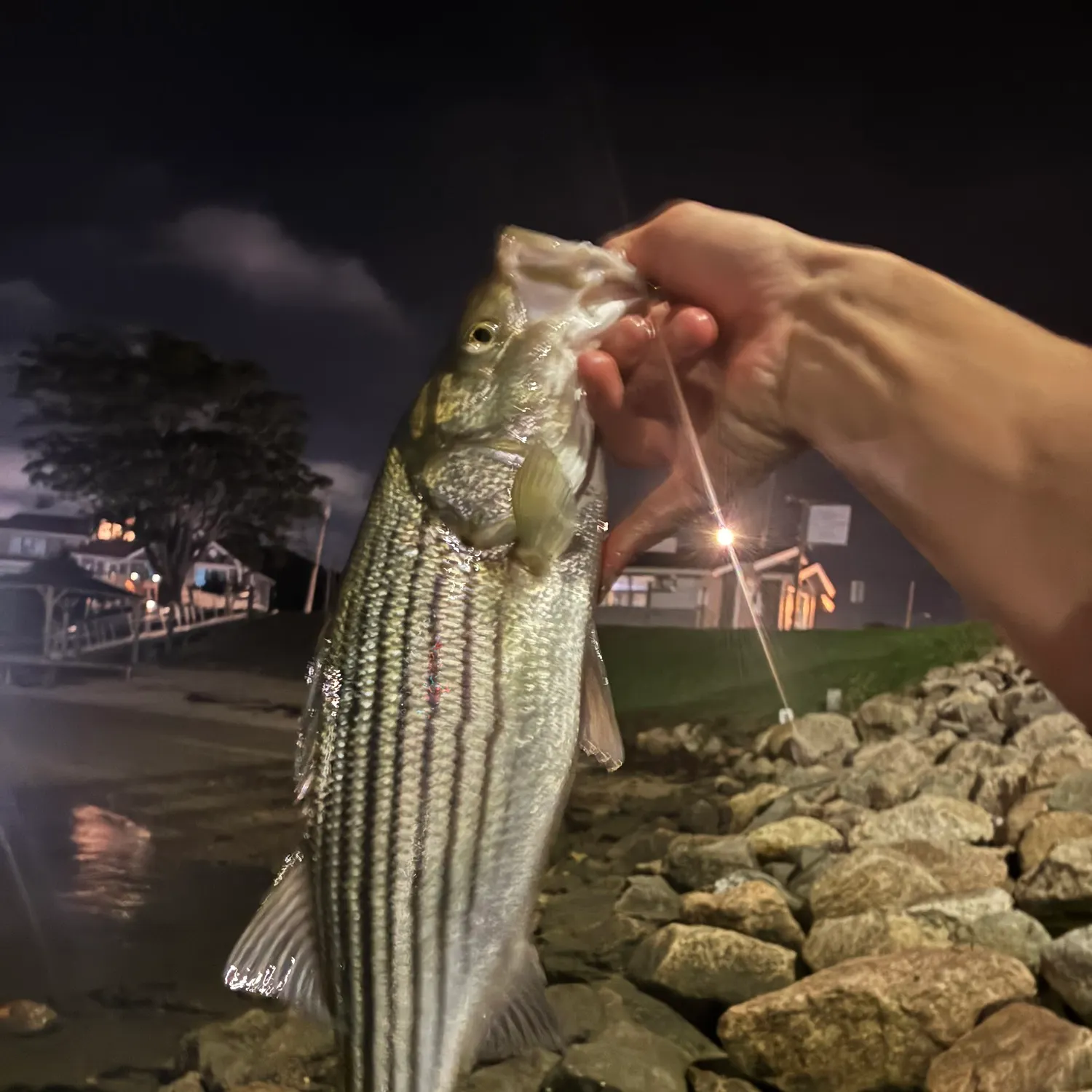 Striped bass caught on Fishbrain
