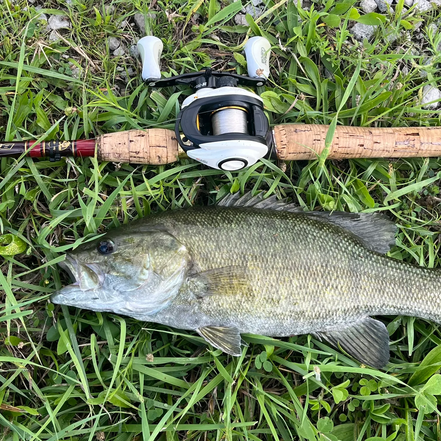 Smallmouth bass caught on Fishbrain