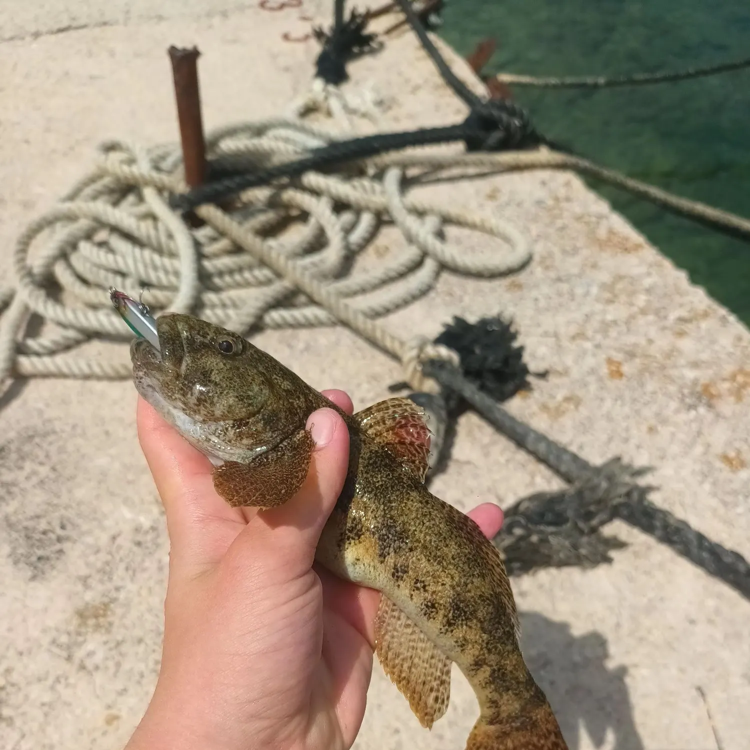 The most recent Giant goby catches on Fishbrain
