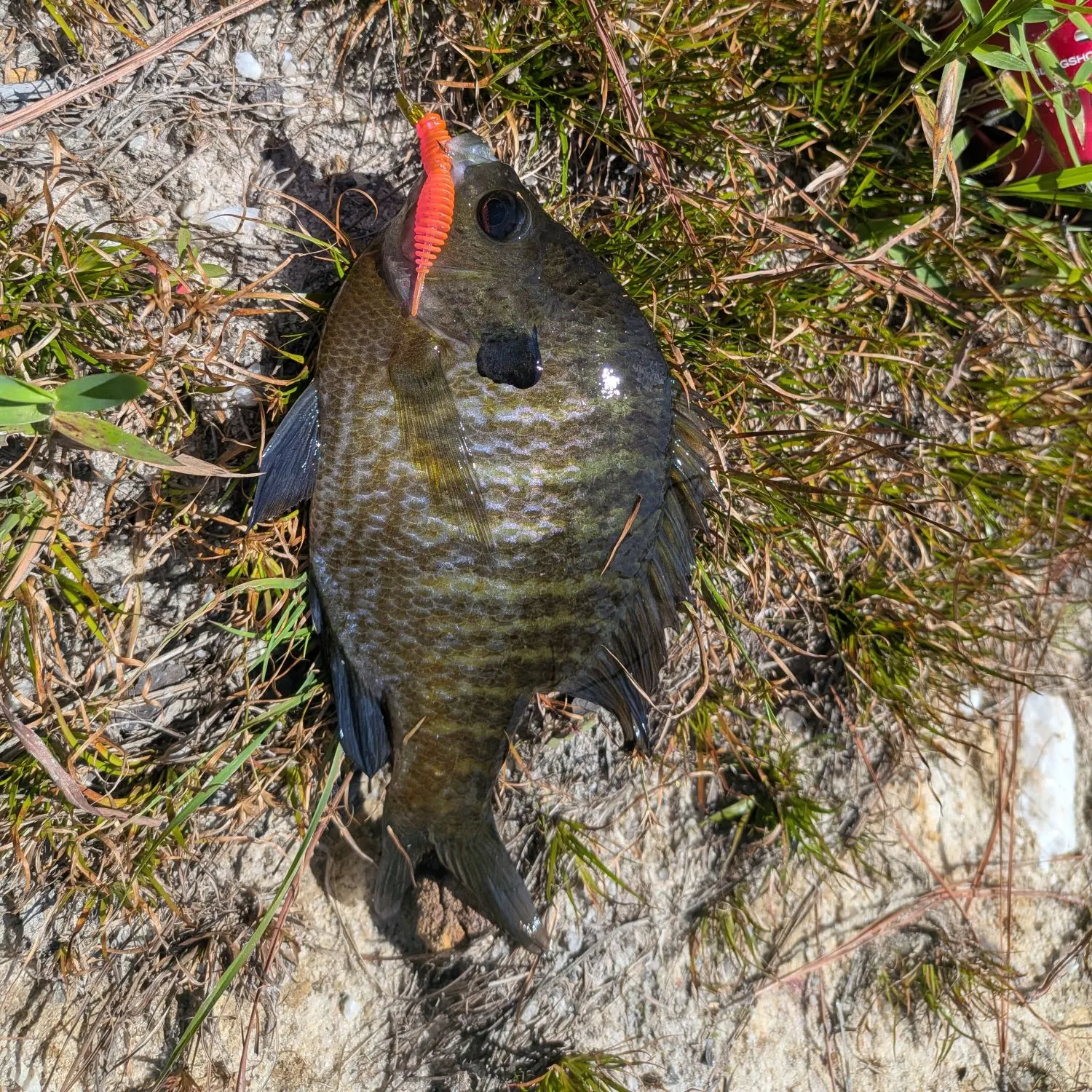 Bluegill caught on Fishbrain