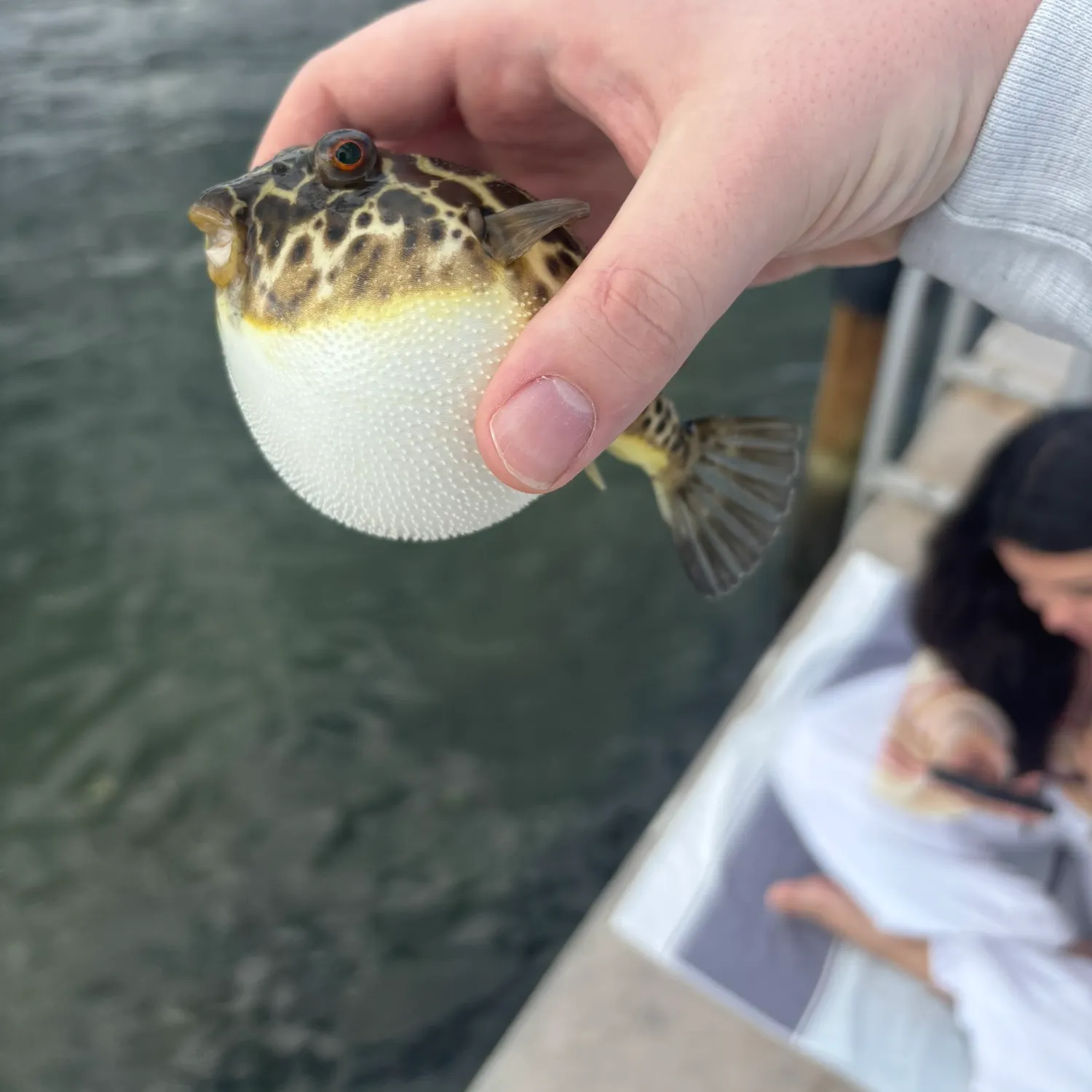 The most recent Checkered puffer catches on Fishbrain