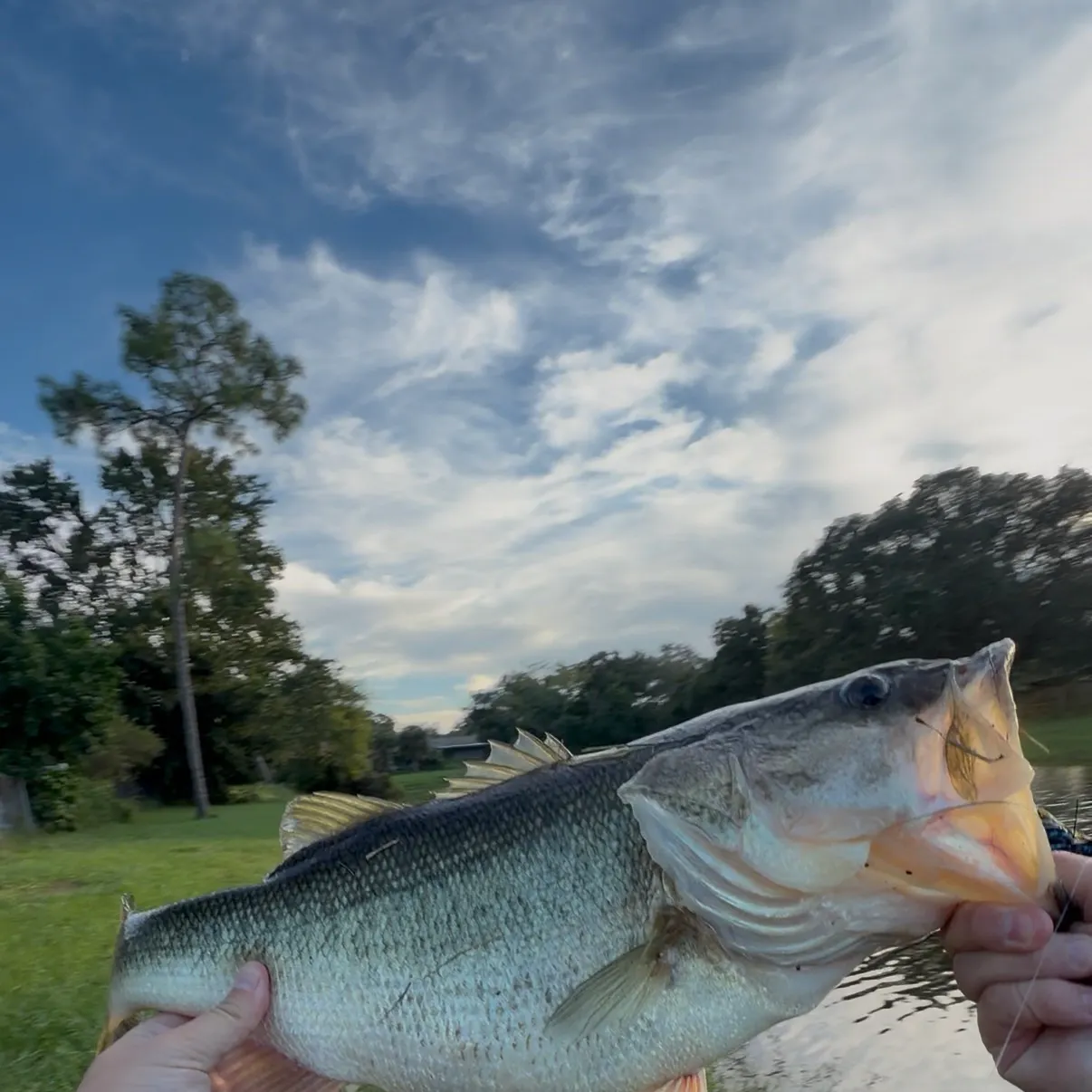 The most recent Florida bass catches on Fishbrain