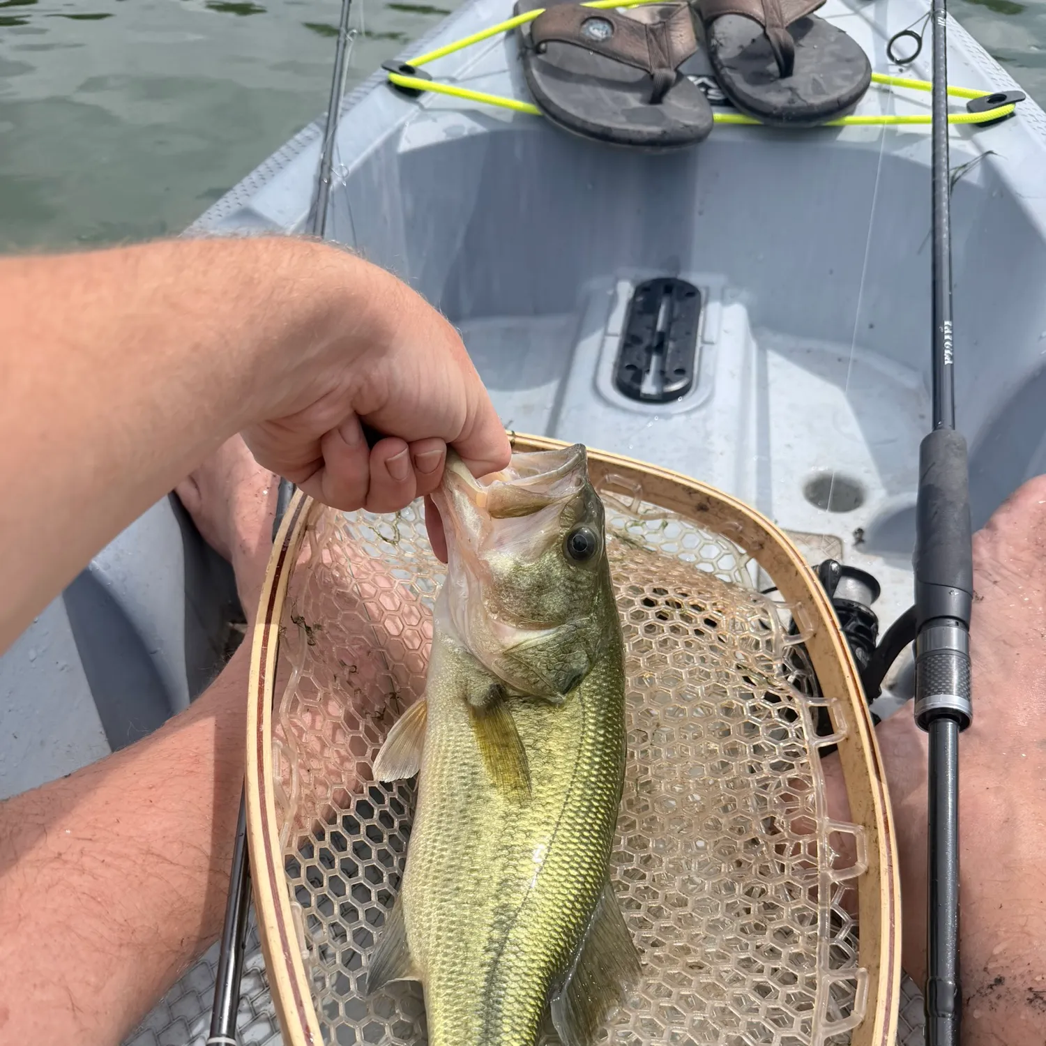 Largemouth bass caught on Fishbrain