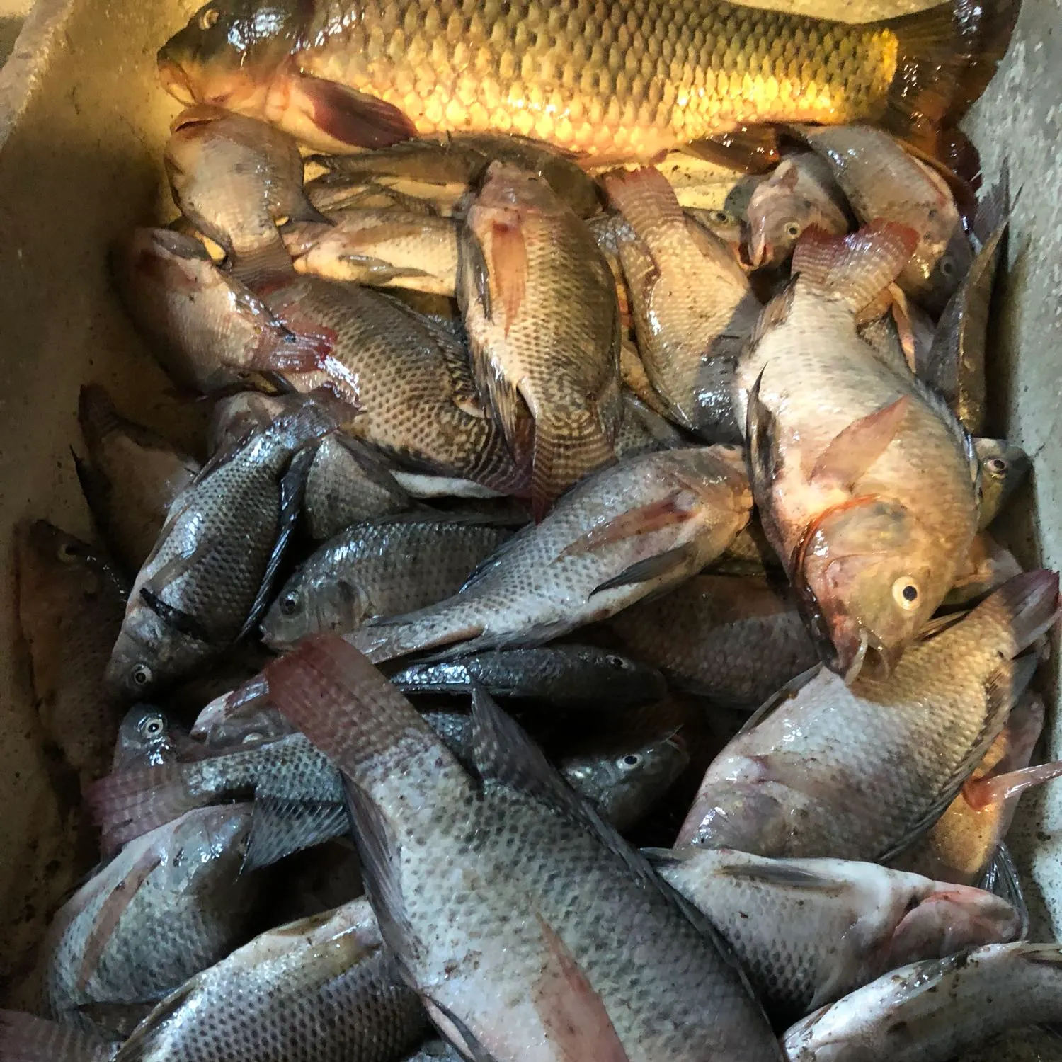 recently logged catches