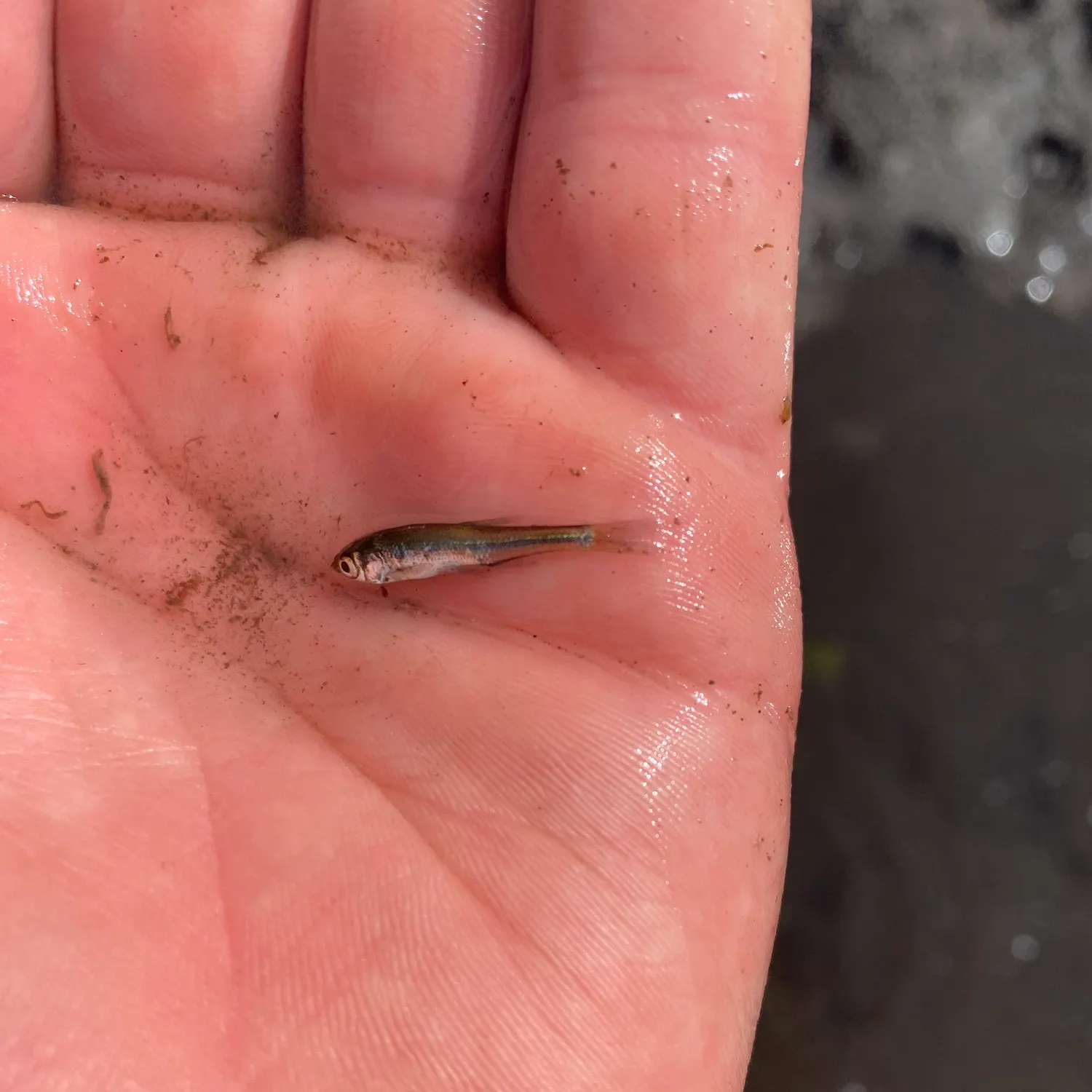 Bluntnose minnow caught on Fishbrain