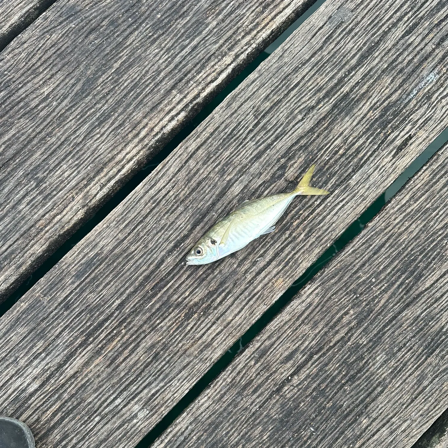 The most recent Yellowtail scad catches on Fishbrain