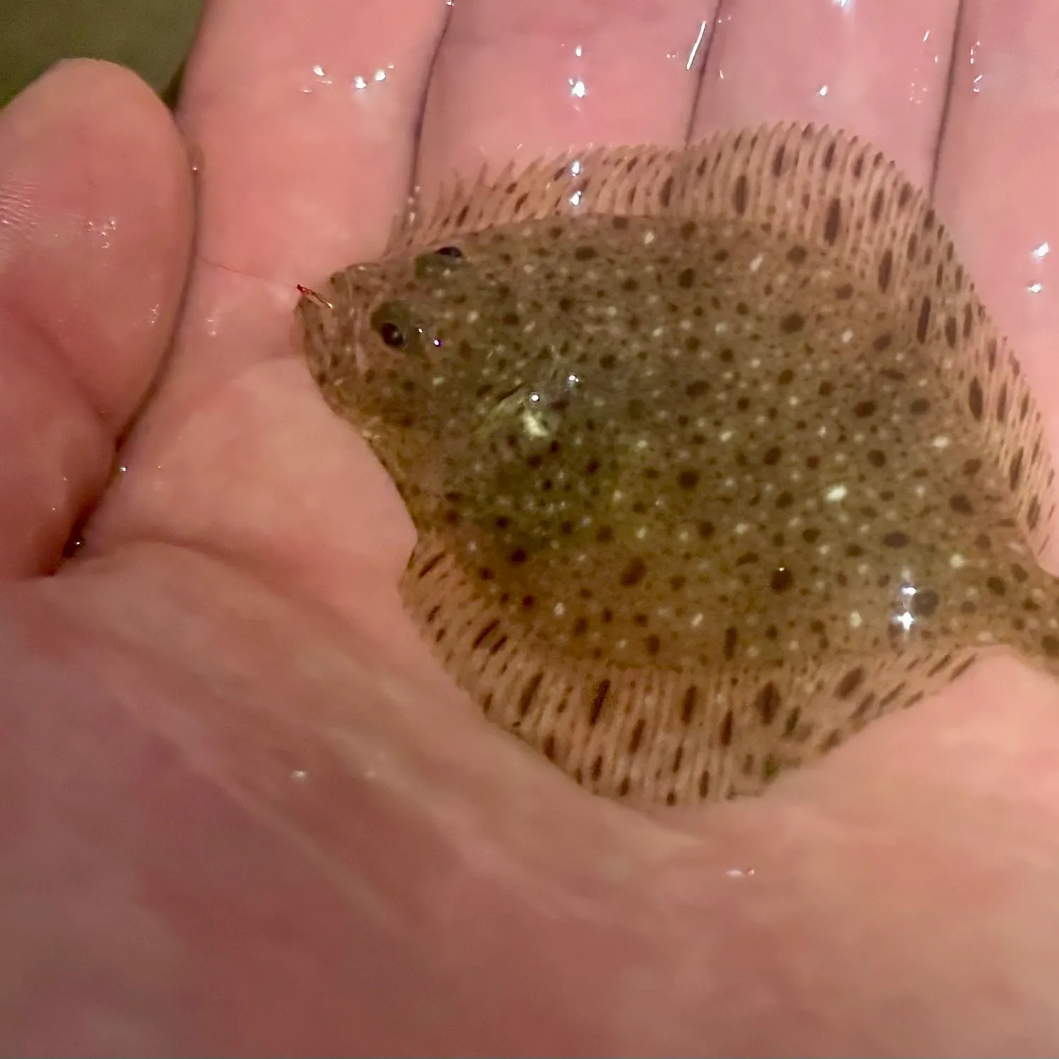 The most recent Windowpane flounder catches on Fishbrain