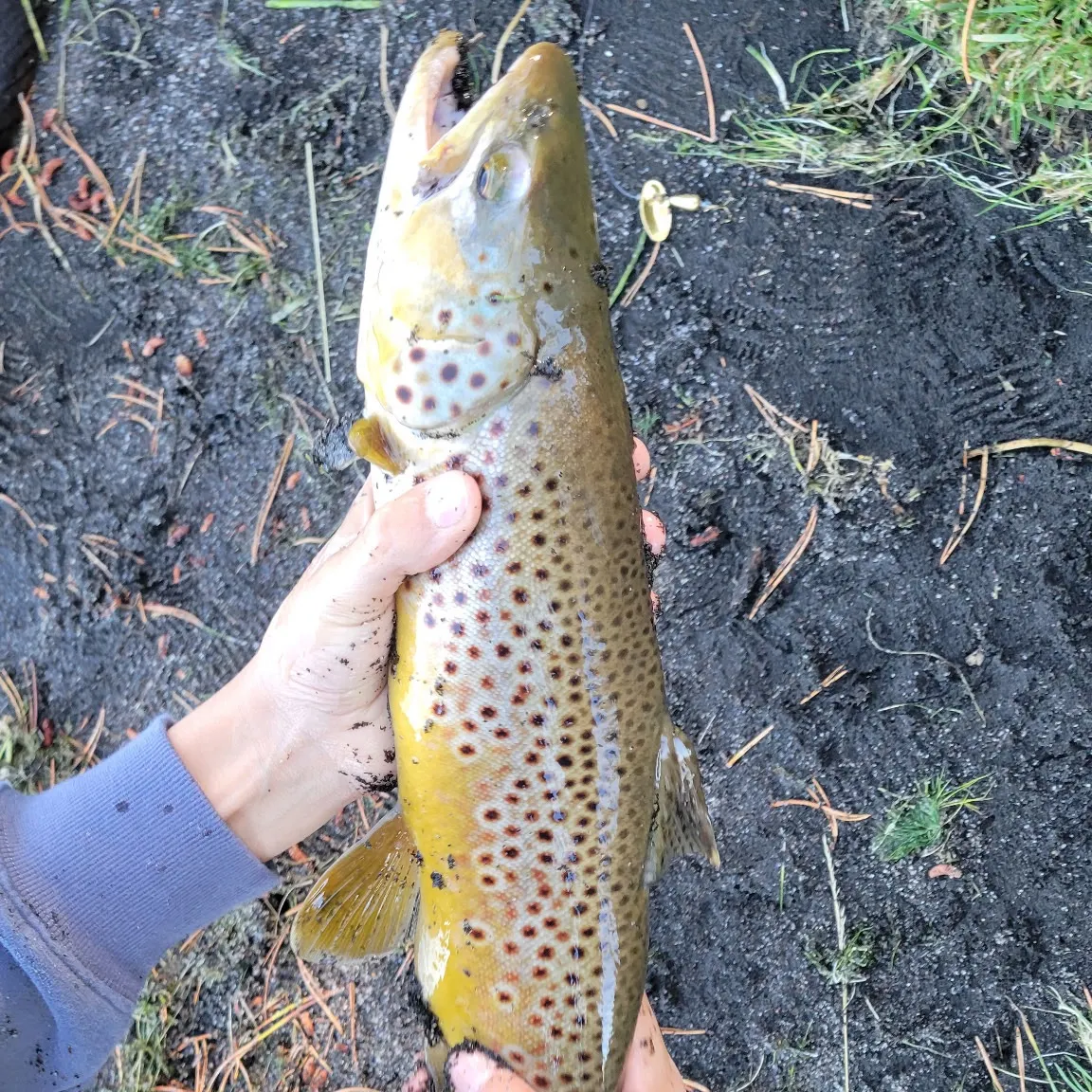Brown trout caught on Fishbrain