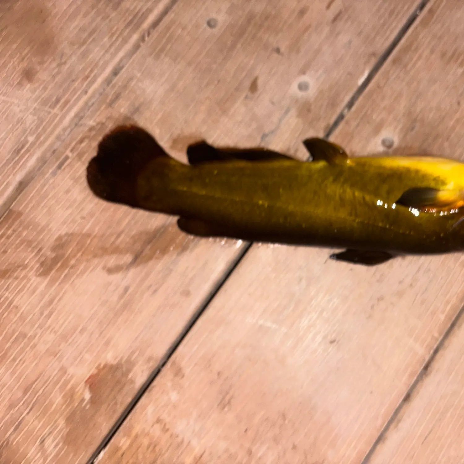 Yellow bullhead caught on Fishbrain