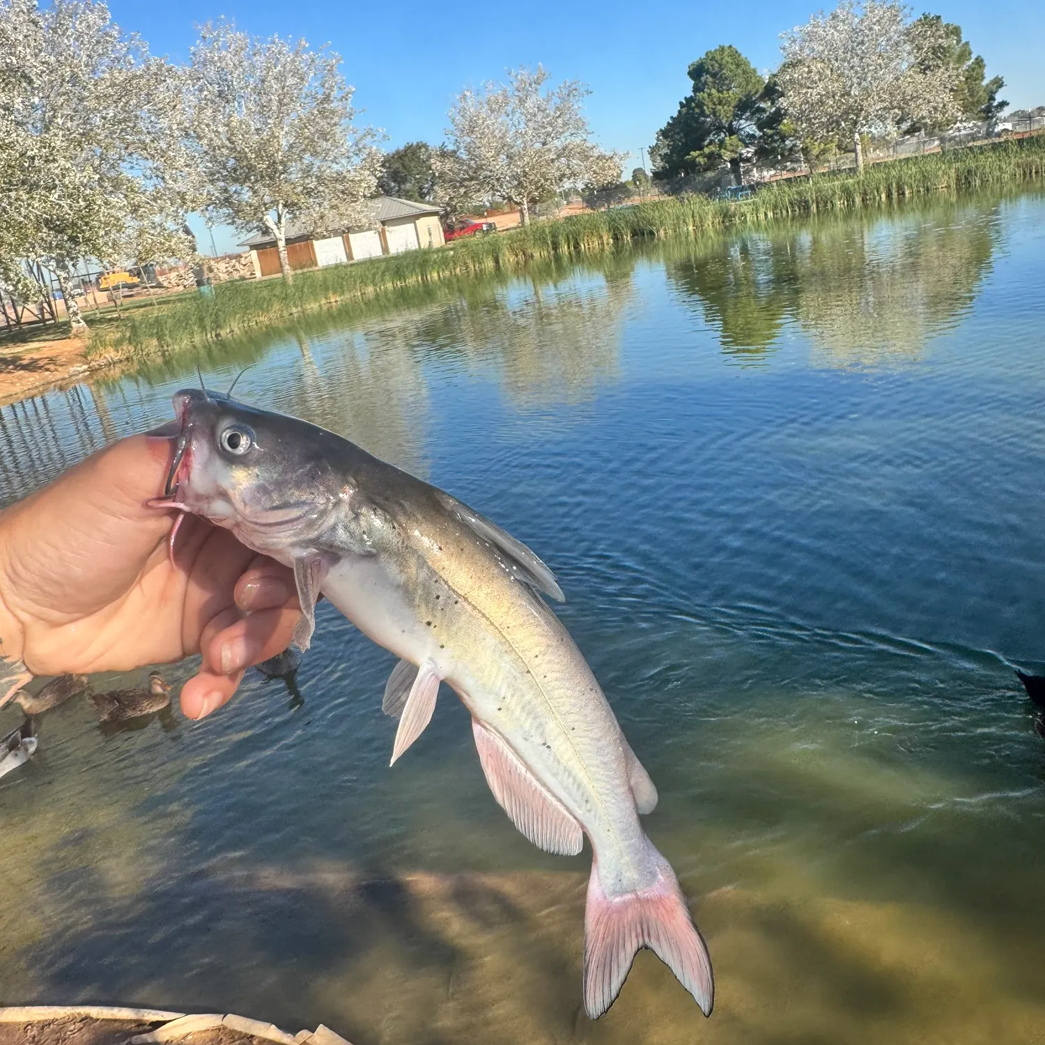 Channel catfish caught on Fishbrain