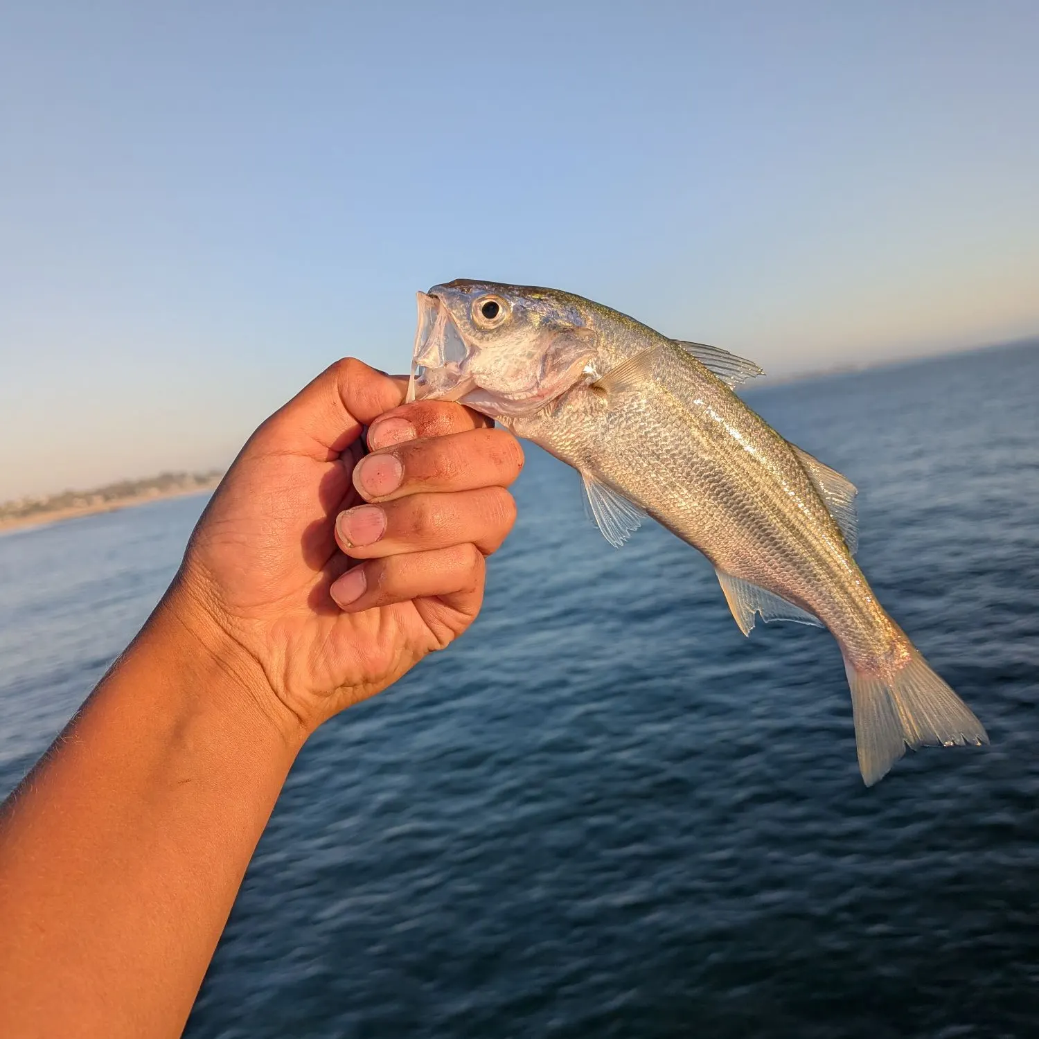 The most recent White seabass catches on Fishbrain