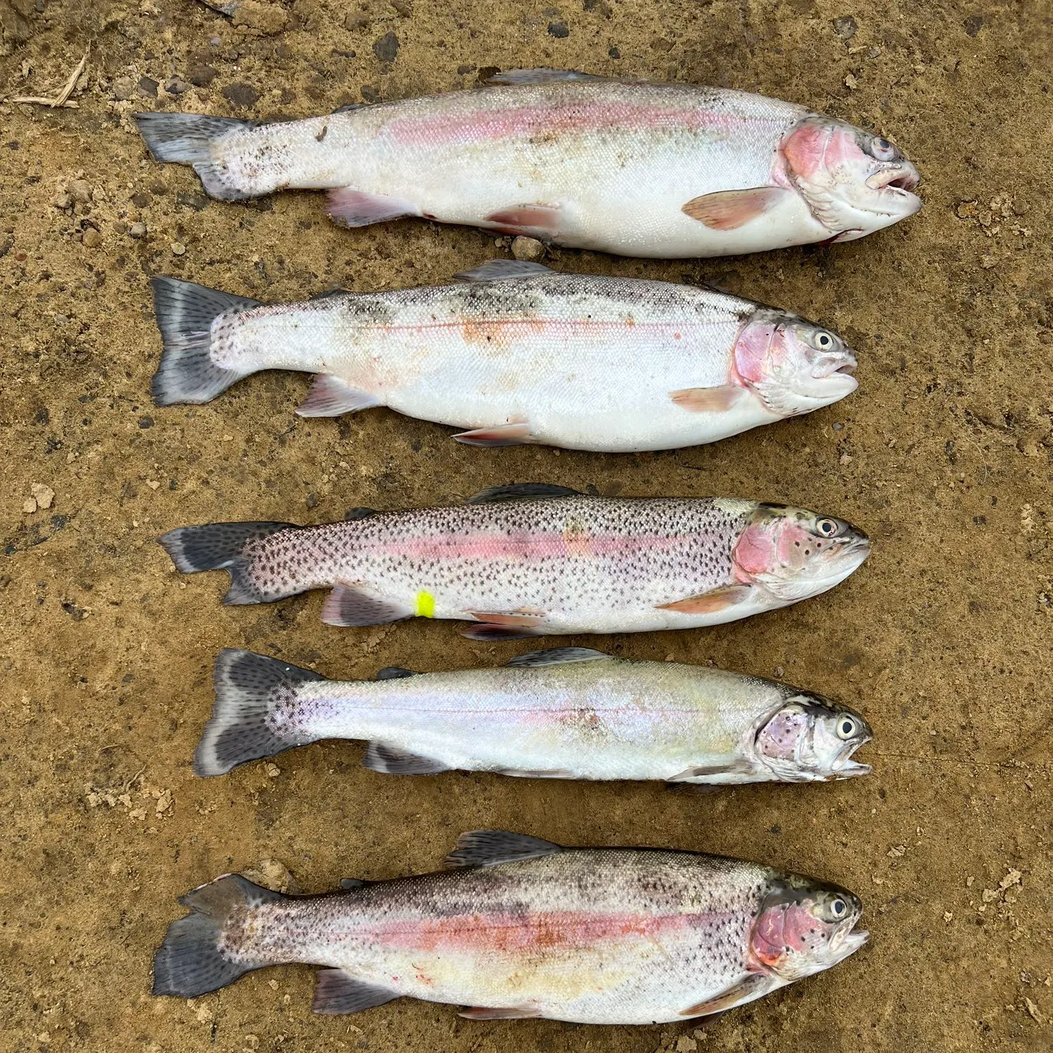 recently logged catches